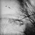 Donna Rosser